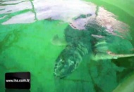 Astrid isimli Caretta Caretta 4 yıl sonra sağlığına kavuştu