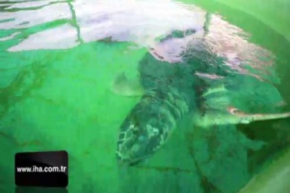Astrid isimli Caretta Caretta 4 yıl sonra sağlığına kavuştu