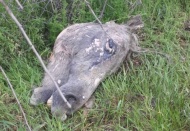 At eti tüketime sunuldu mu diye endişelerimiz var