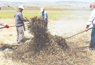 Ateş ve dumanla yoğrulan firik yoğun emeğin ardından sofralara ulaştırılıyor