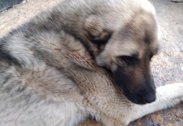 Av tüfeği ile vuruldu, tedavisi sürüyor