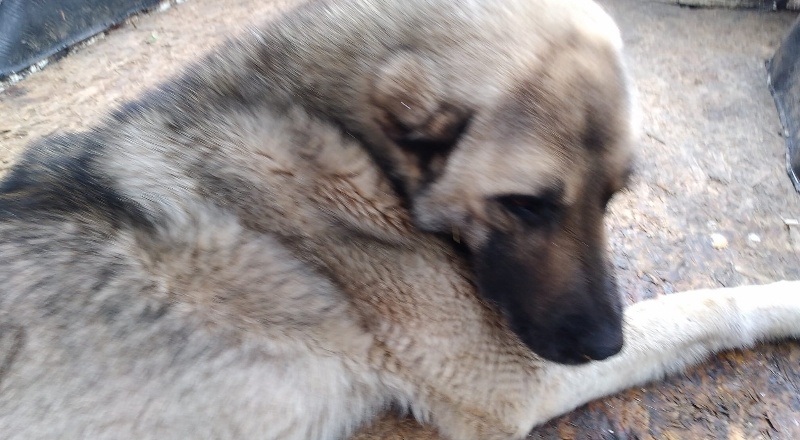 Av tüfeği ile vuruldu, tedavisi sürüyor