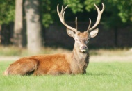 "Avcılık tamamen yasaklansın"