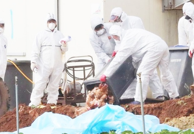 Avrupa ve Asya'da 'kuş gribi salgını' alarmı: 770 bin kümes hayvanı itlaf edildi