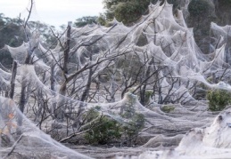 Avustralya'da sel ve fare istilasının ardından şimdi de her yeri örümcek ağı kapladı