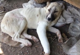 Ayağı kırılan köpeği ortopedi çalışanı tedavi ediyor