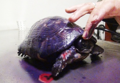 Ayakları yanmış halde bulunan kaplumbağa tedavi edildi