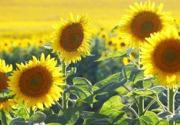 Ayçiçeği, mısır ve soyada gümrük vergisi yıl sonuna kadar sıfırlandı