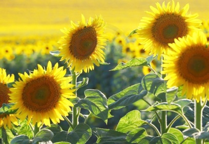 Ayçiçeği, mısır ve soyada gümrük vergisi yıl sonuna kadar sıfırlandı