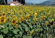 Ayçiçeği üretimi açığı kapatmaya yetmiyor