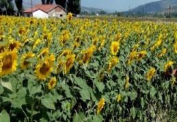 Ayçiçeği üretimi açığı kapatmaya yetmiyor