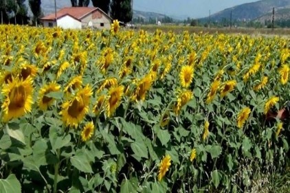 Ayçiçeği üretimi açığı kapatmaya yetmiyor