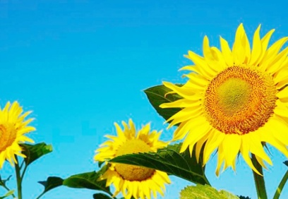 Ayçiçeği yağı hakkında çarpıcı iddia ortaya atıldı: Bütün gemiler gelse bizi 2 ay idare eder'