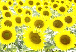 Ayçiçek tohumu yağının gümrük vergisi indirildi