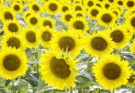 Ayçiçek üreticisi: 50 kuruş destek vereceksin, 22 liraya mazot alacağım; Allah'tan reva mı bu?