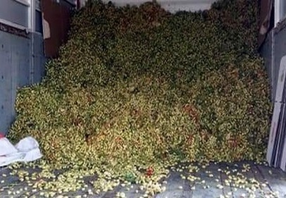 Aydın’da Antep fıstığı hasadı başladı 