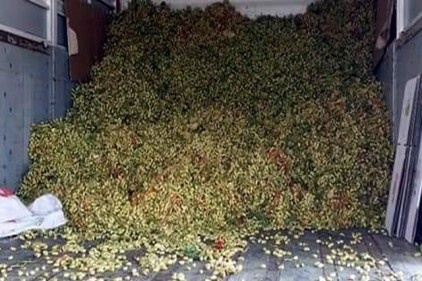 Aydın&#8217;da Antep fıstığı hasadı başladı 