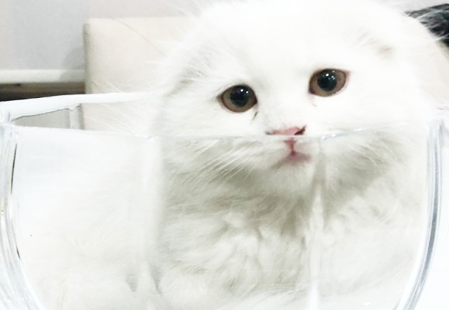 'Ayı' her yerde aranıyor