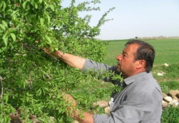 Badem çağlaları erken olgunlaştı