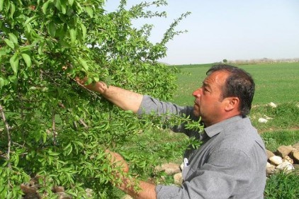 Badem çağlaları erken olgunlaştı