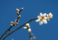 Bademler çiçek açtı