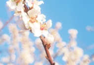 Bademler, yalancı bahara kanıp çiçek açtı