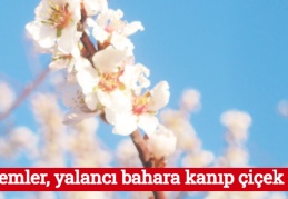 Bademler, yalancı bahara kanıp çiçek açtı