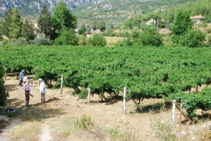 Bağcılık yeniden canlanıyor