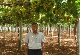 Bağcılıkta geriledik