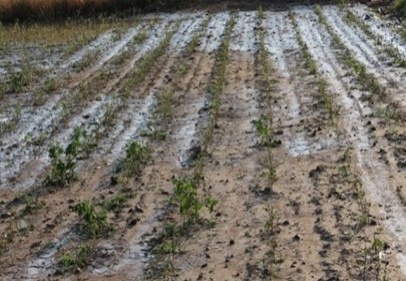 Bağlarda don ve dolu rekolteyi vuracak