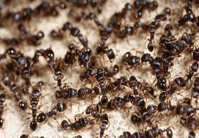 Bahar aylarında karınca popülasyonu artıyor