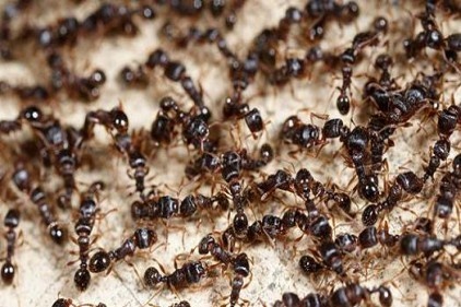 Bahar aylarında karınca popülasyonu artıyor