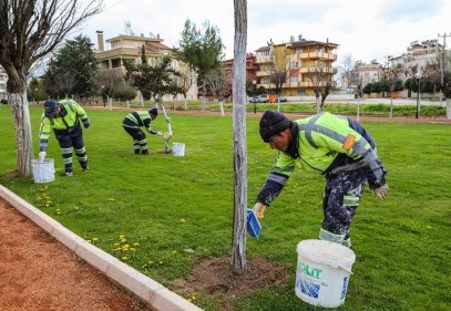 Baharda haşereye karşı ağaçlar kireçleniyor