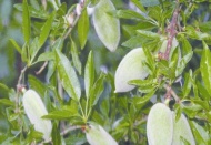 Baharın müjdecisi badem 40 liradan geldi