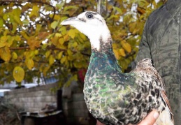 Bahçesinde bulduğu tavus kuşunu yetkililere teslim etti