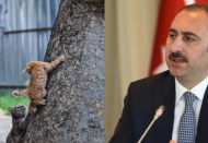 Bakan Gül'den 'Hayvan Hakları Yasası' paylaşımı: Geri sayım başladı