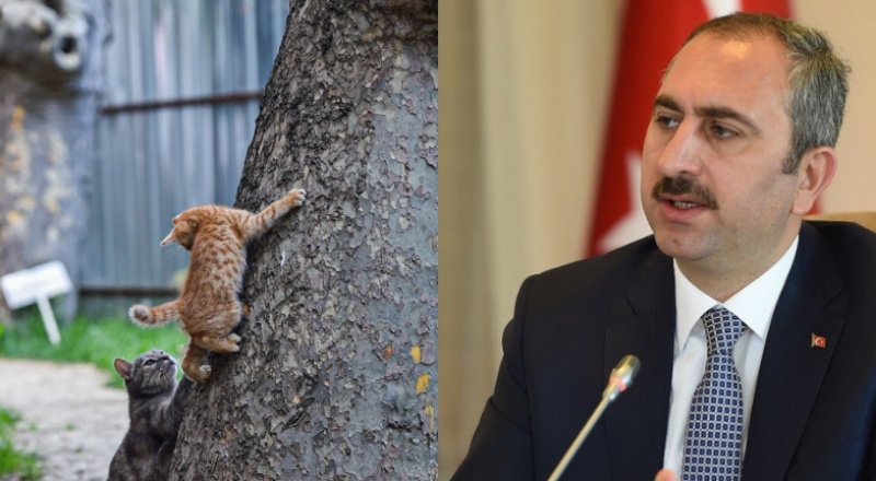 Bakan Gül'den 'Hayvan Hakları Yasası' paylaşımı: Geri sayım başladı