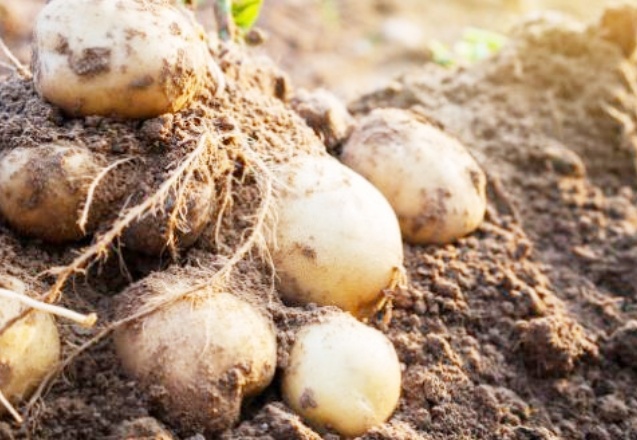 Bakan Vahit Kirişci açıkladı: Patateste kanser ihtimali nedeniyle 26 il karantinada!