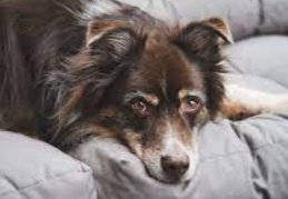 Bakanlık evdeki hayvanların sayısına da karıştı