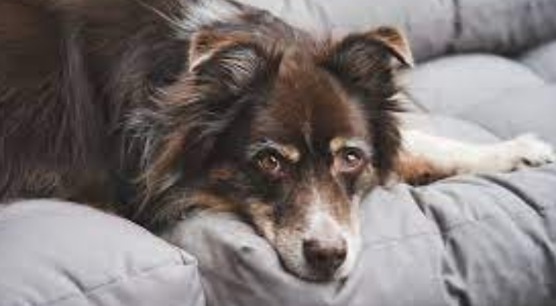 Bakanlık evdeki hayvanların sayısına da karıştı