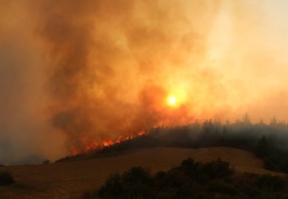 Bakanlık'tan ormanları iklim değişikliğine karşı korumak için: 9 strateji, 51 eylem