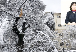 Bakımsız ve yanlış budama ağaçları öldürüyor