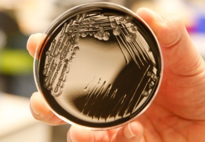 Bakteriler, gezegenler arasında yolculuk yapıyormuş