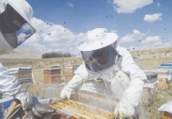 Bal üretimindeki sert düşüş fiyatları yüzde 60 artırdı