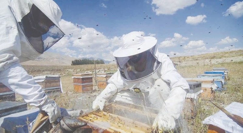 Bal üretimindeki sert düşüş fiyatları yüzde 60 artırdı
