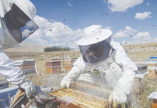 Bal üretimindeki sert düşüş fiyatları yüzde 60 artırdı