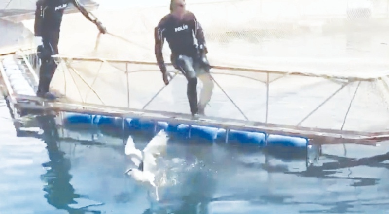 Balık ağlarına takılan kuş kurtarıldı