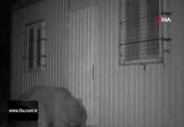 Balın kokusunu alan ayı kapıyı açmak için böyle uğraştı