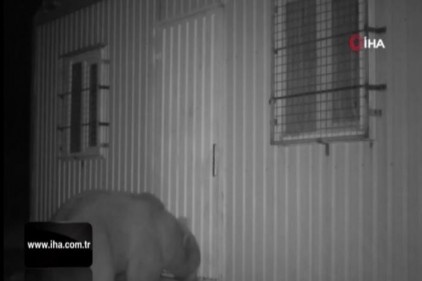 Balın kokusunu alan ayı kapıyı açmak için böyle uğraştı