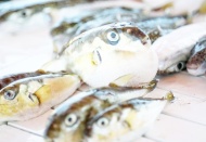 ‘Balon balığı zehri birkaç dakikada öldürüyor, hayatta kalanların felç ve koma riski var’